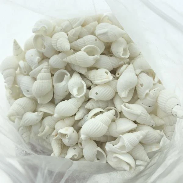 Trompet schelp hanger Naturel ±20x10mm - 10 stuks - Image 2
