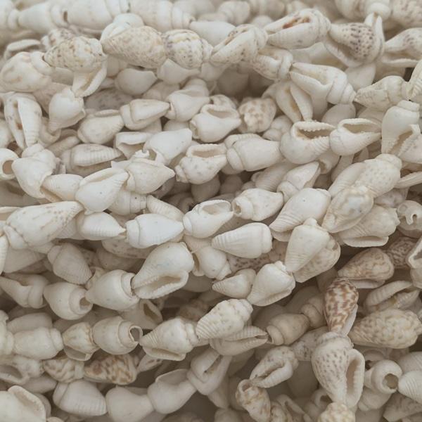 Trompet schelpjes wit 6-11mm - 10 stuks - Image 2