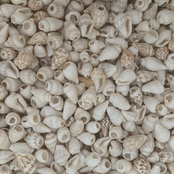Trompet schelpjes wit 6-11mm - 10 stuks - Image 3